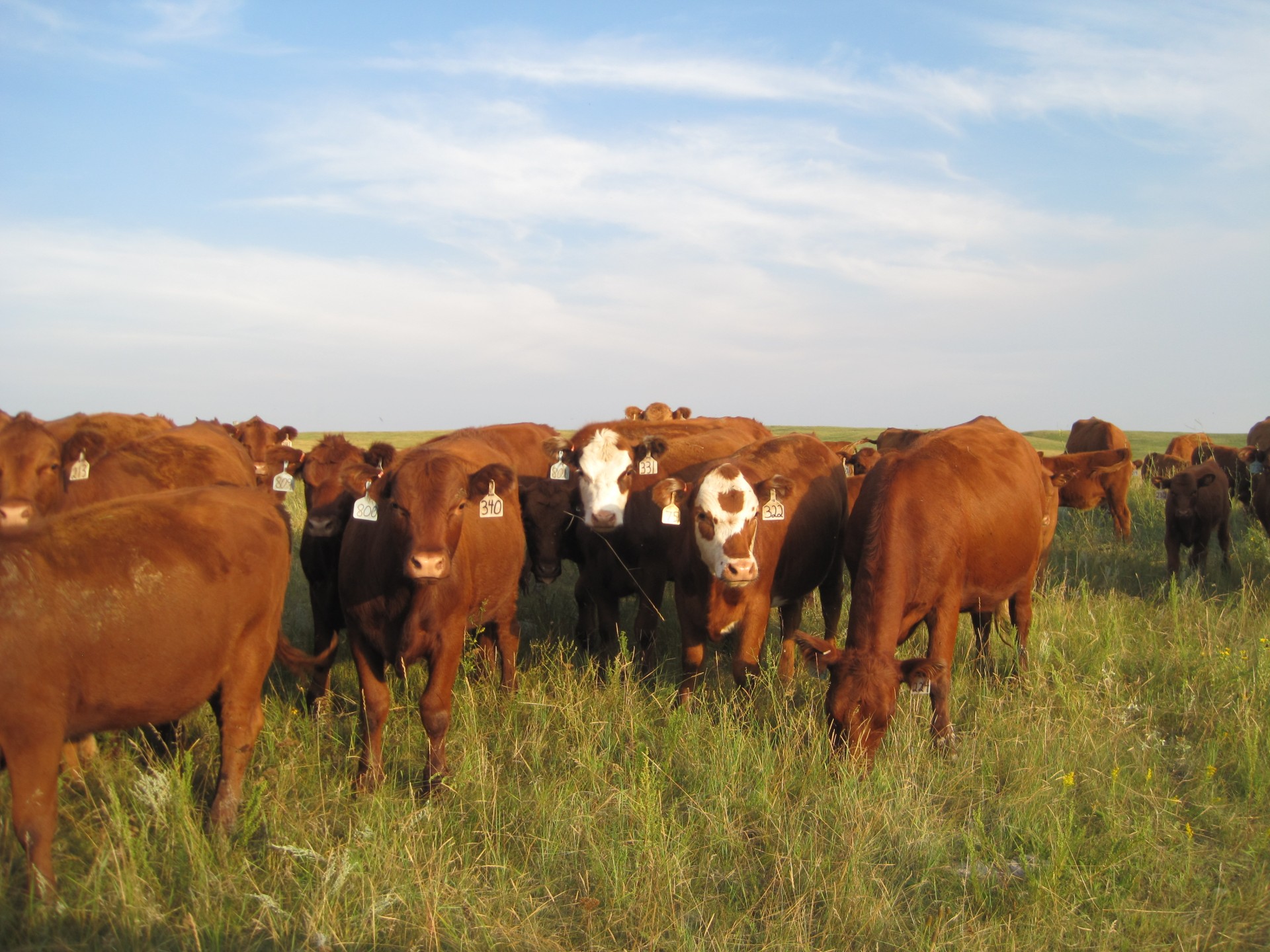 Wanted - Intern for Beef Cattle Management on Grass - North Dakota