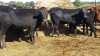 30 - Corriente/Angus Cross Heifers - Texas