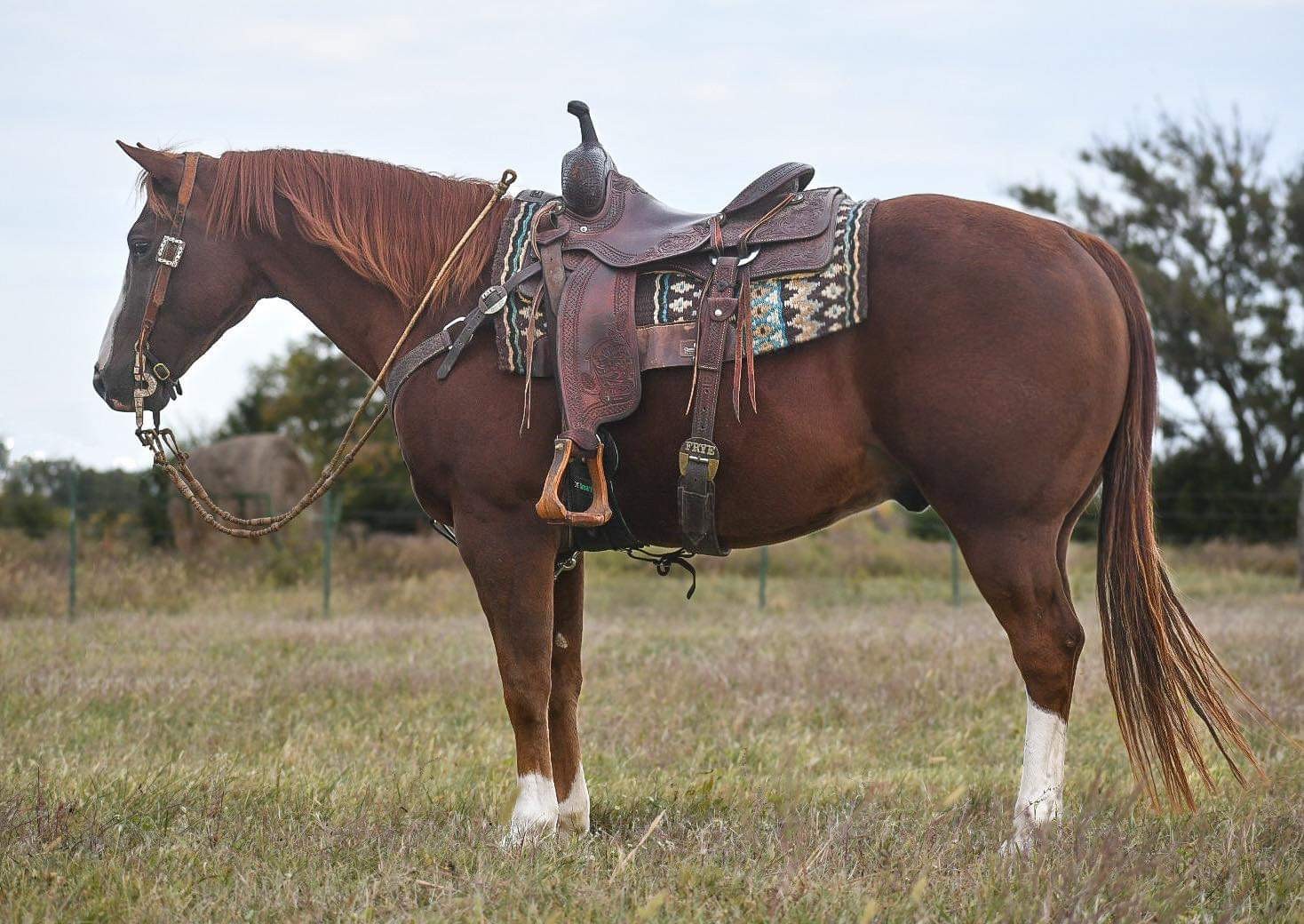 8 year old Sorrel Ranch Gelding