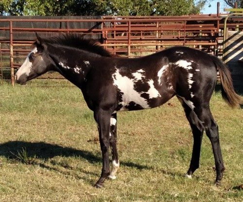 Beautiful Black and White Overo filly