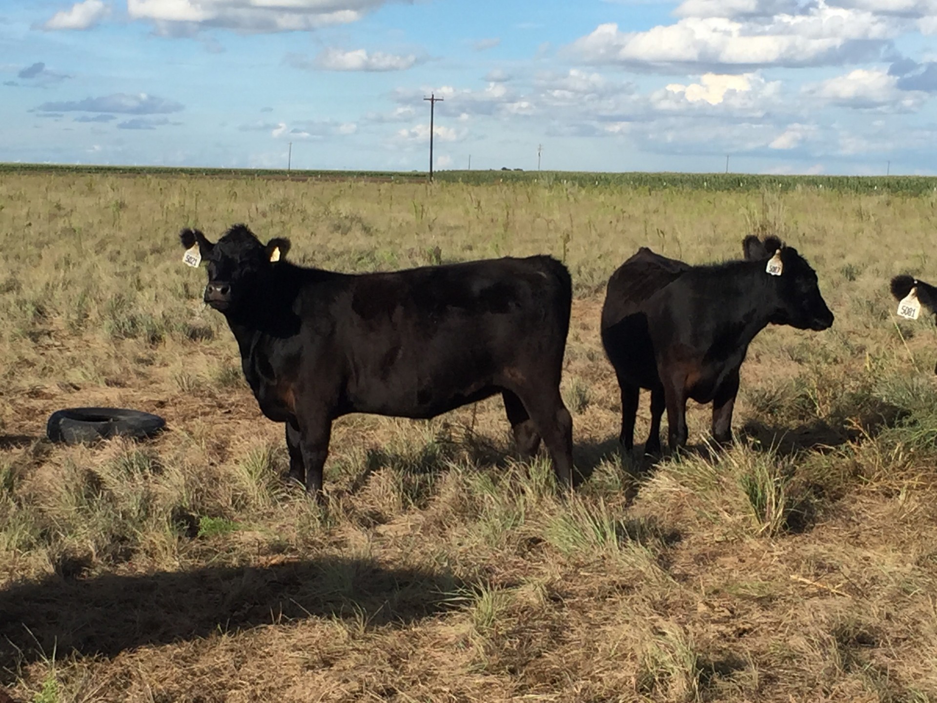 119 - Bred Heifers - Texas