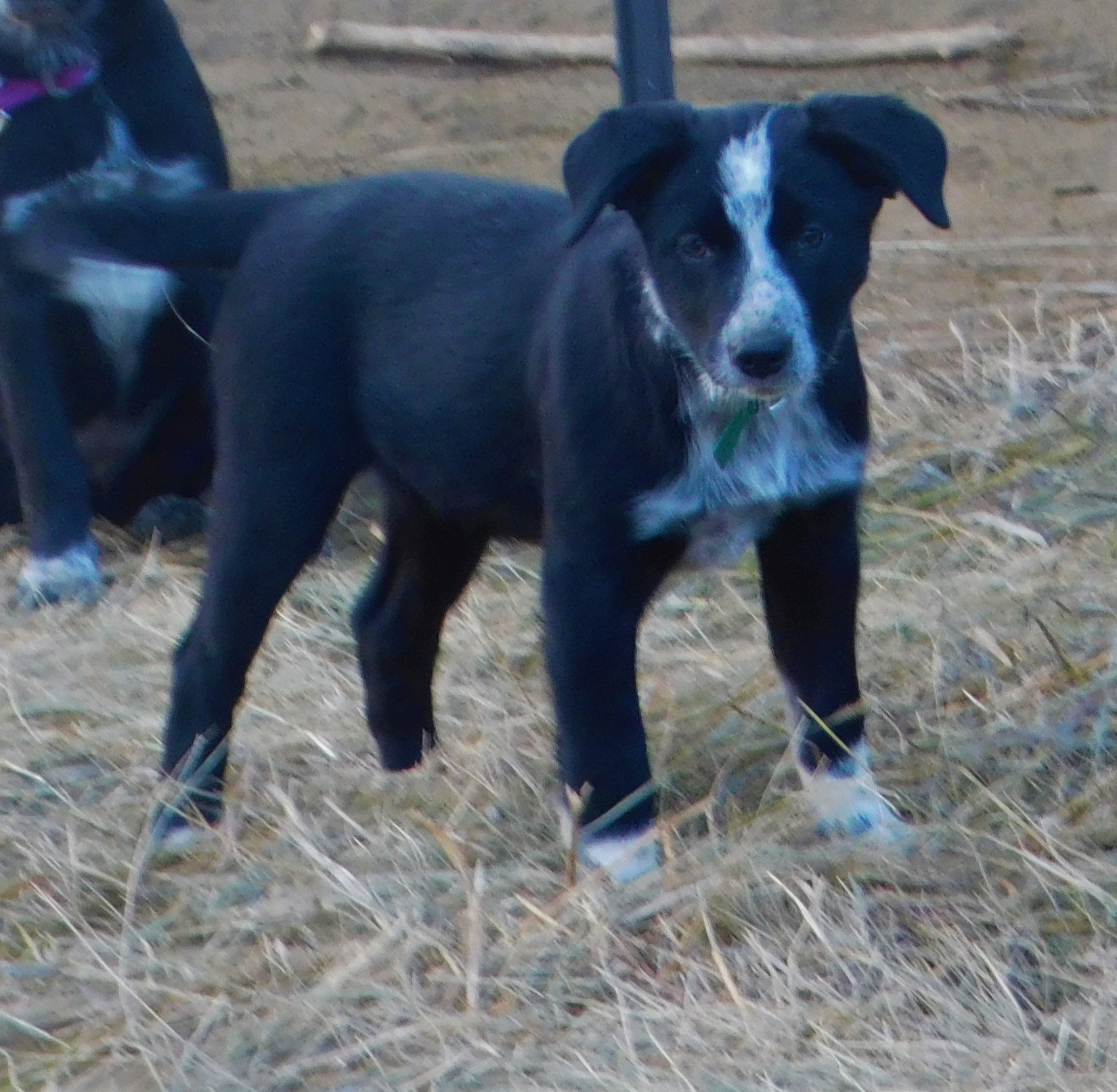 Blue heeler mcnab store mix