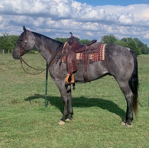 Blue Roan Ranch - Roping Gelding