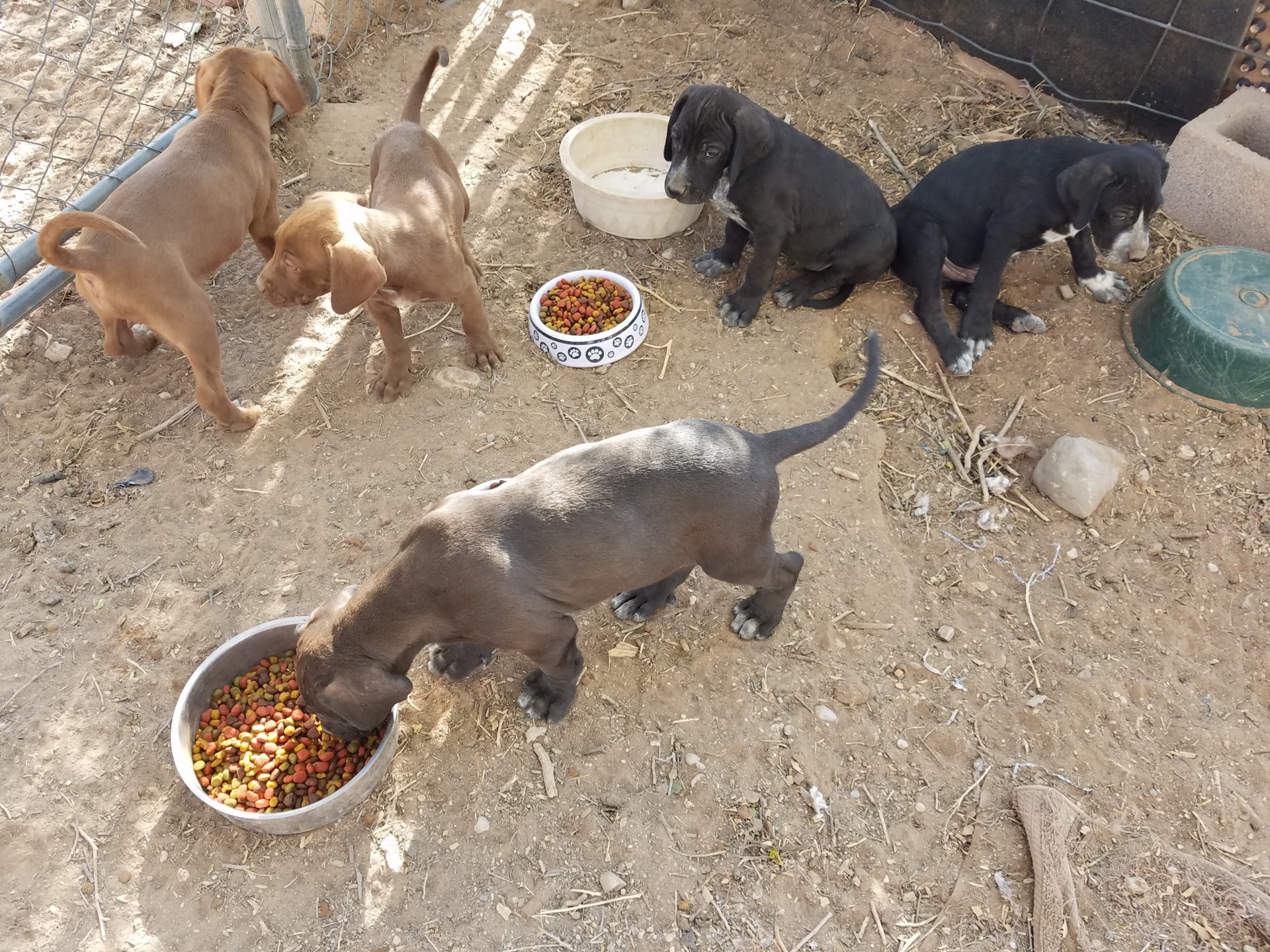 Blue lacy hot sale catahoula cross