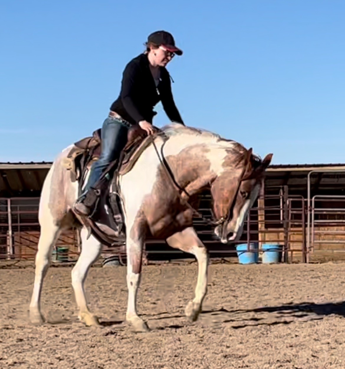 APHA Red Roan Tobiano Mare