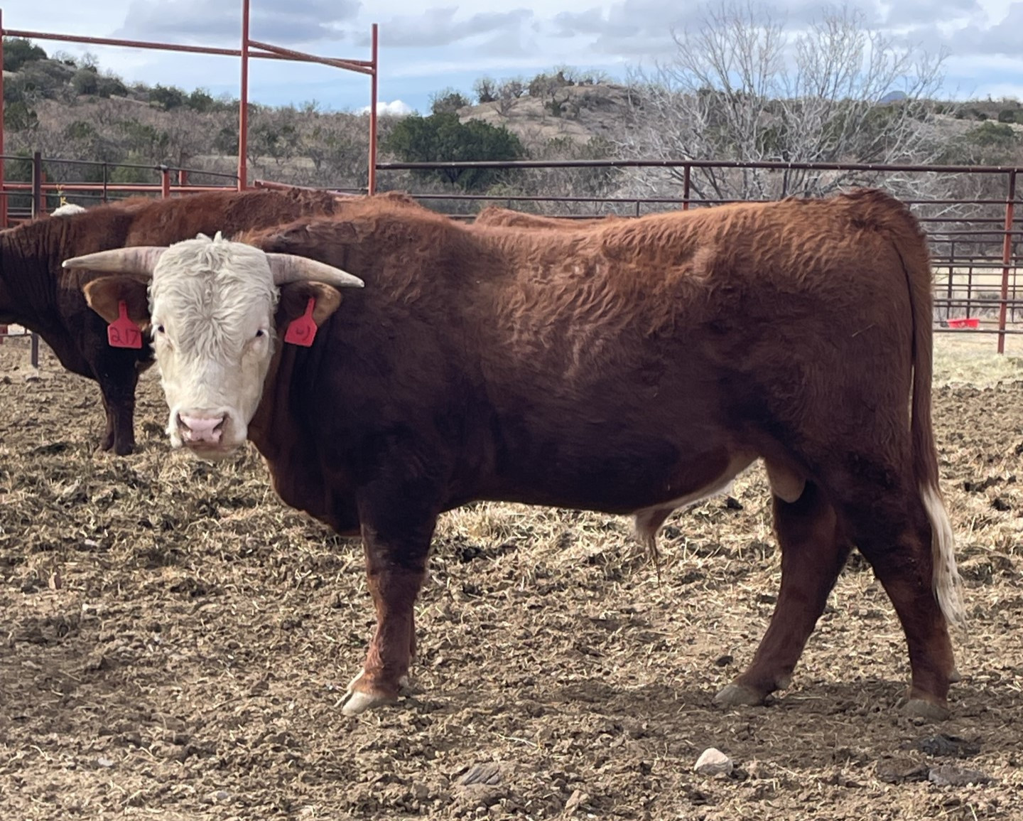 12 - Range Ready Hereford Bulls - Arizona