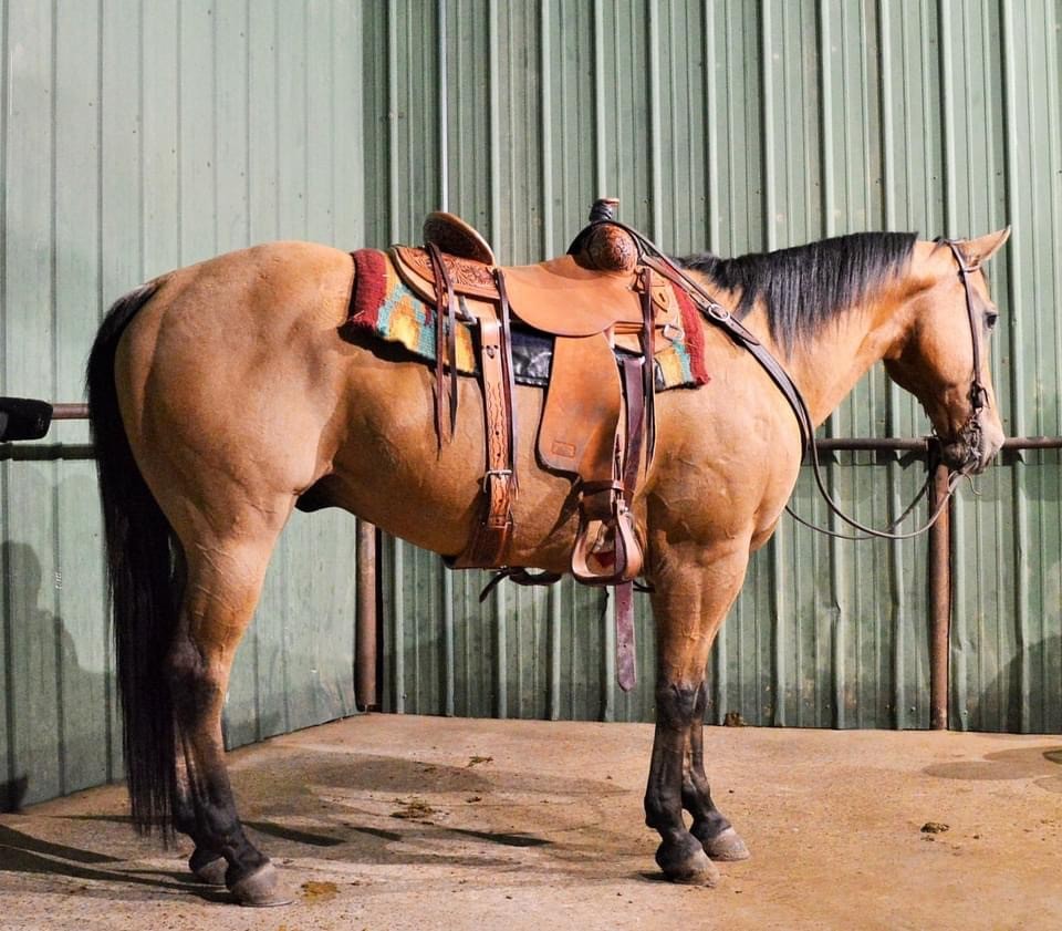 Gentle Broke Buckskin Ranch Gelding