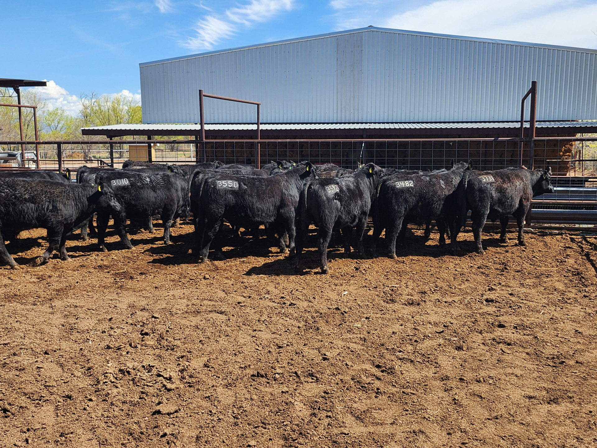 20 - Registered Yearling Angus Bulls - New Mexico