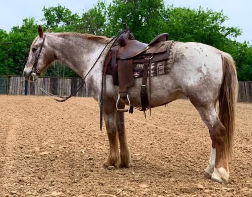 Draft Appaloosa Cross Gelding