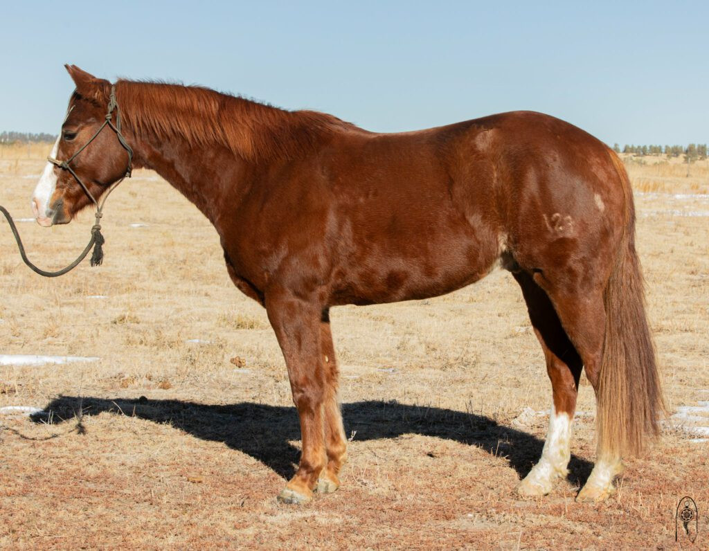 SWEET N SMOOTHCHECKS – 2021 AQHA Sorrel Gelding x Smooth As A Cat x ...