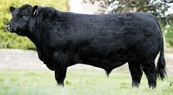 Old Style Scottish Angus Embryos (Native Origin)