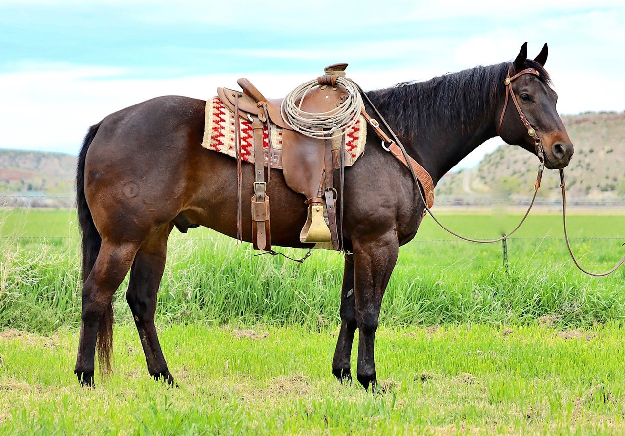 WYO Nick Pays Up - 16 Hand Brown Gelding