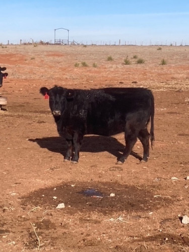 25 - Black Angus Bred Heifers - New Mexico - SOLD