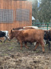 2 - Bred Commercial Red Angus Cows - Idaho