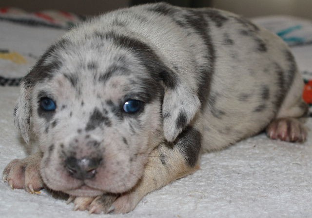 NALC Catahoula Female Puppy