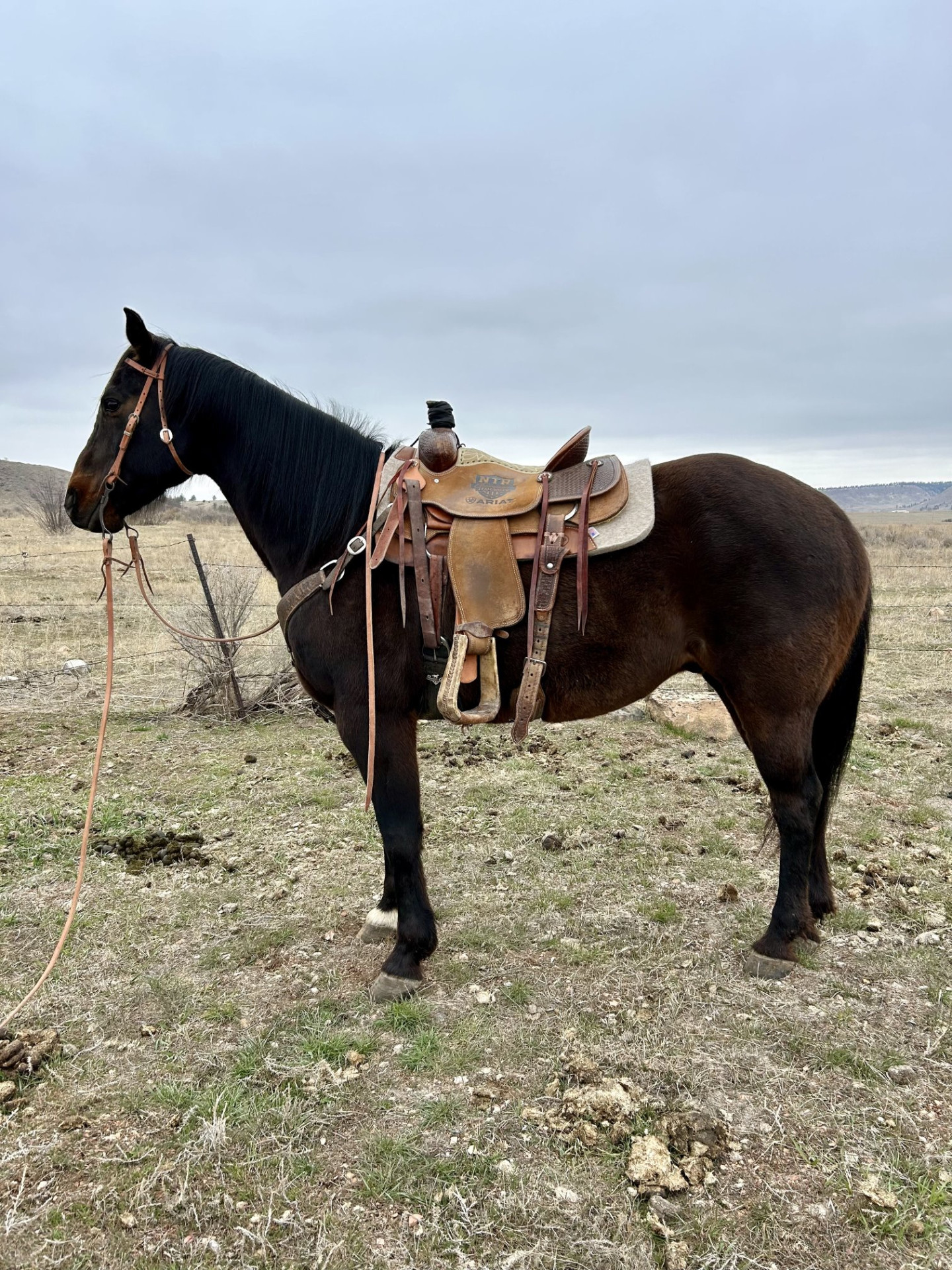 LAVERN – 2015 GRADE Dark Brown Quarter Horse Gelding!