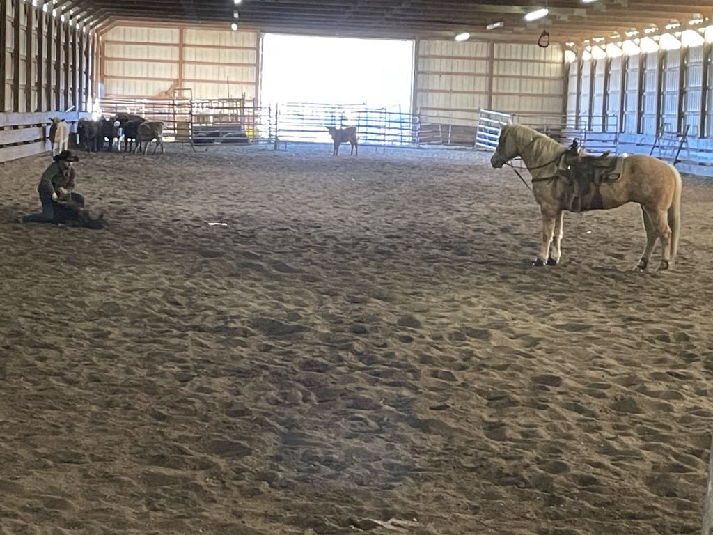 AQHA Ranch Horse Deluxe