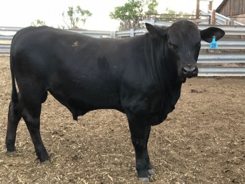 25 Angus/Angus Plus Call 9282438788 Yearling Bulls - Arizona