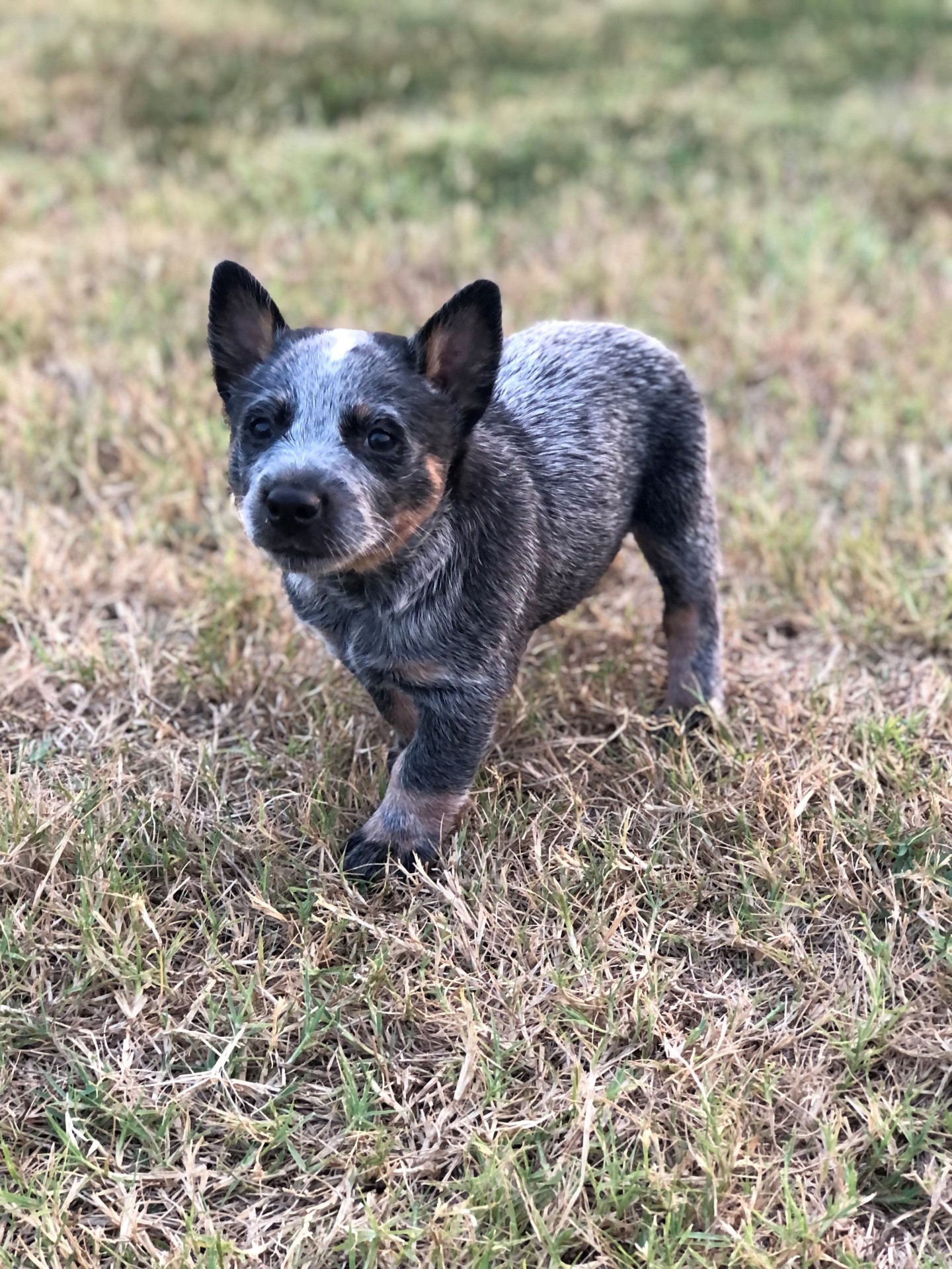 Blue Heeler Males