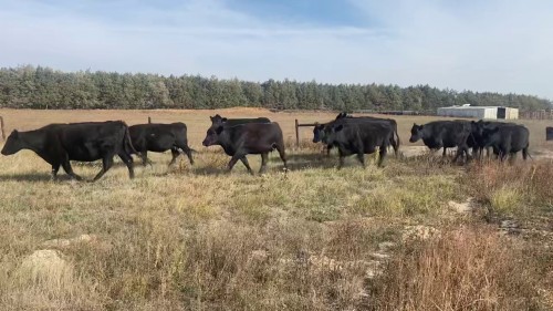 73 - 3 Yr Old Black Angus Bred Cows - Nebraska