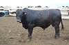 Beefmaster Bulls for Sale | Cattle Classifieds on Ranch World Ads