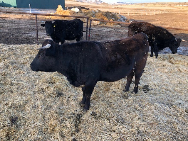 7 - Waygu Bred Heifers - Wyoming