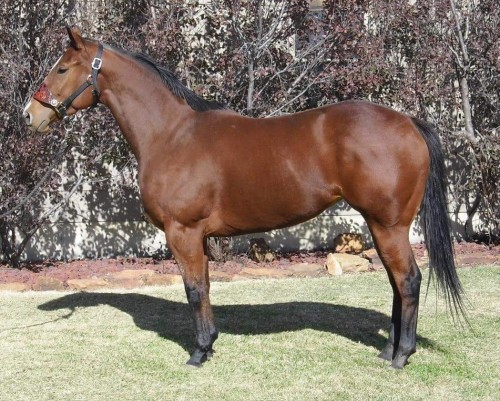 Corona Cartel, Beduino, Streakin Six, The Signature - Bay mare