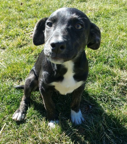 Catahoula/Hanging Tree Ranch Pups