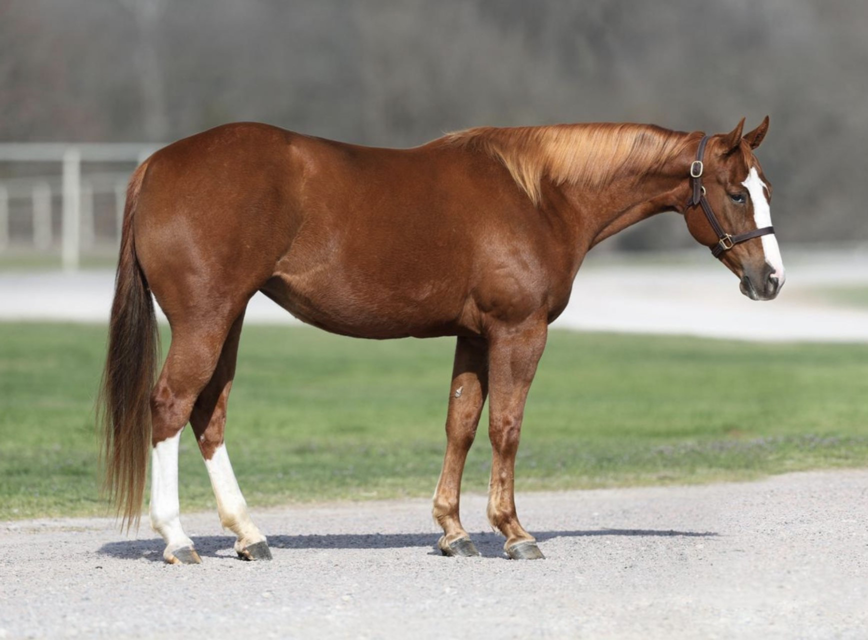 Strawberrie Smoothie - Big Strong Mare by the $13 million dollar sire ...