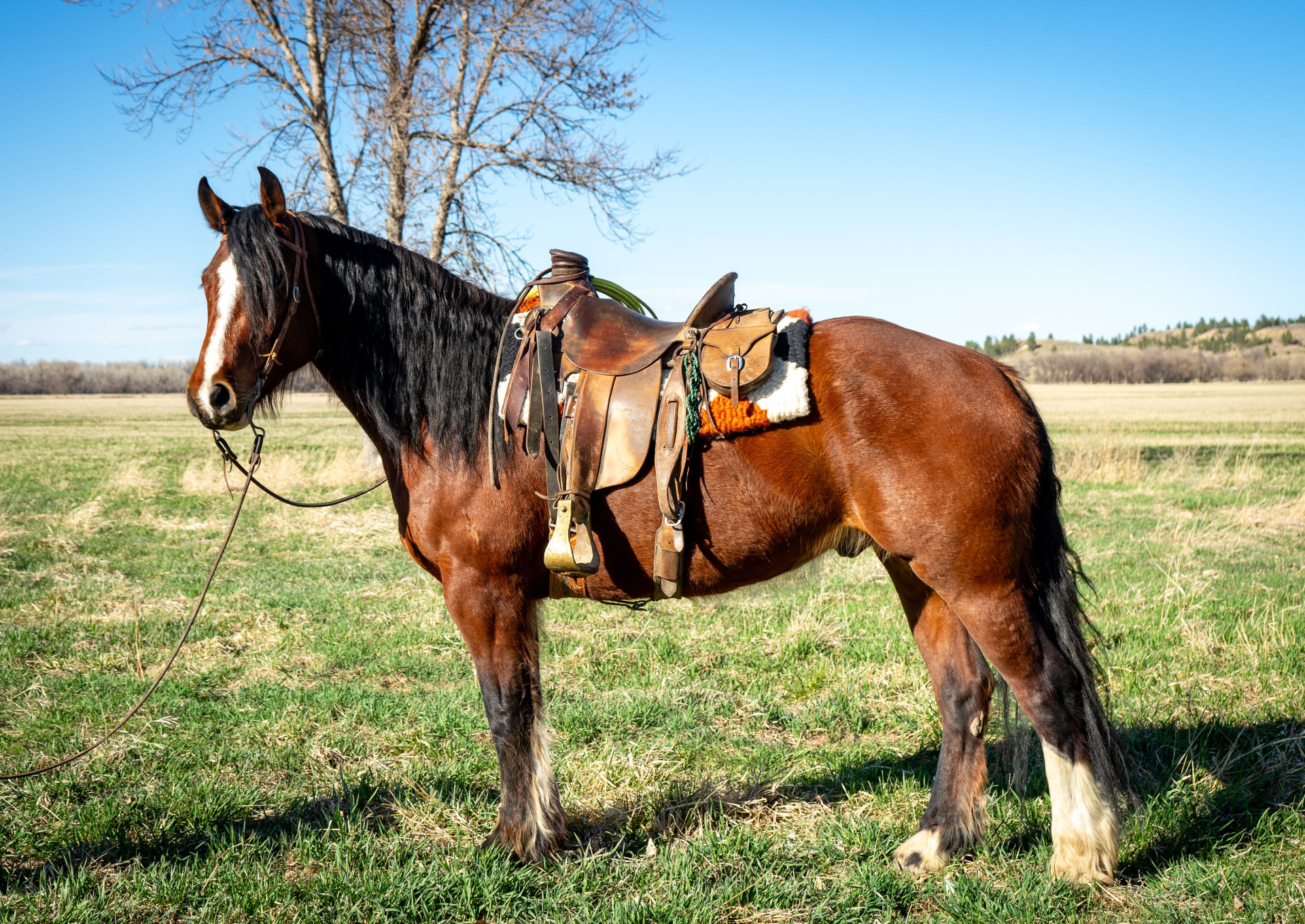 Big Gentle Handsome Draft Quarter Horse Cross