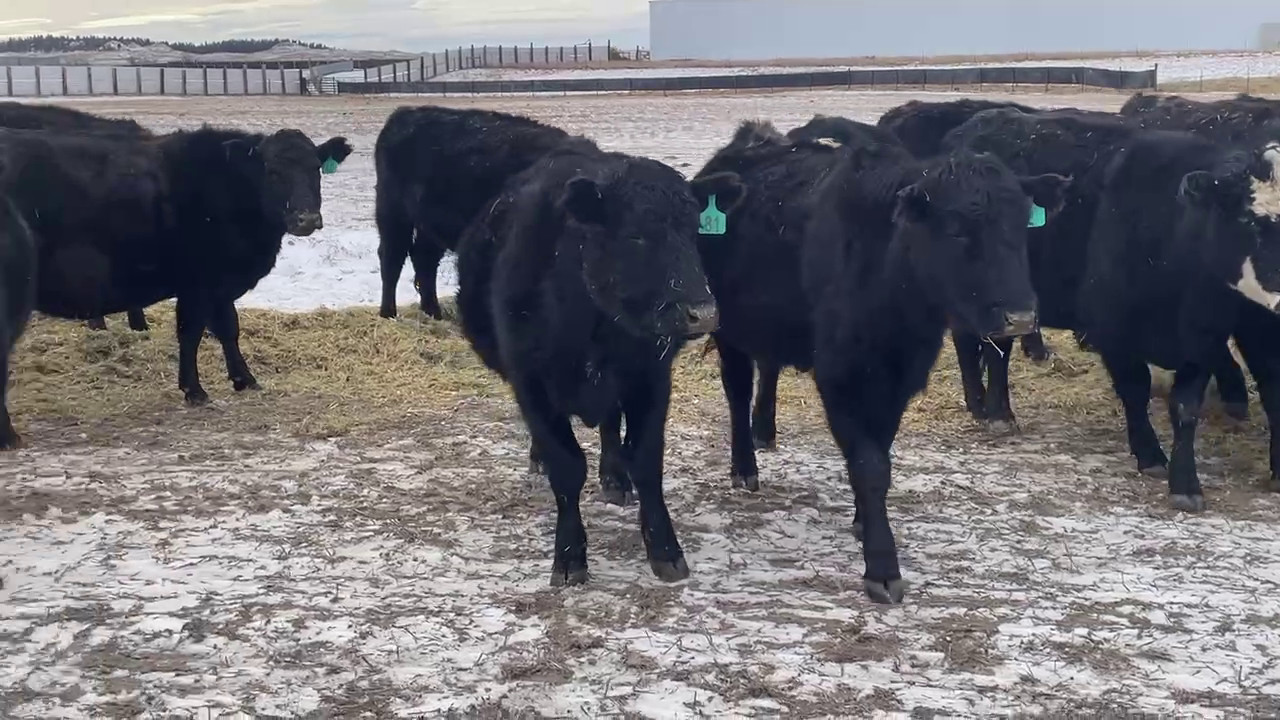 38 -Solid-Broken Black Angus/Black Baldy Bred Cows - Montana