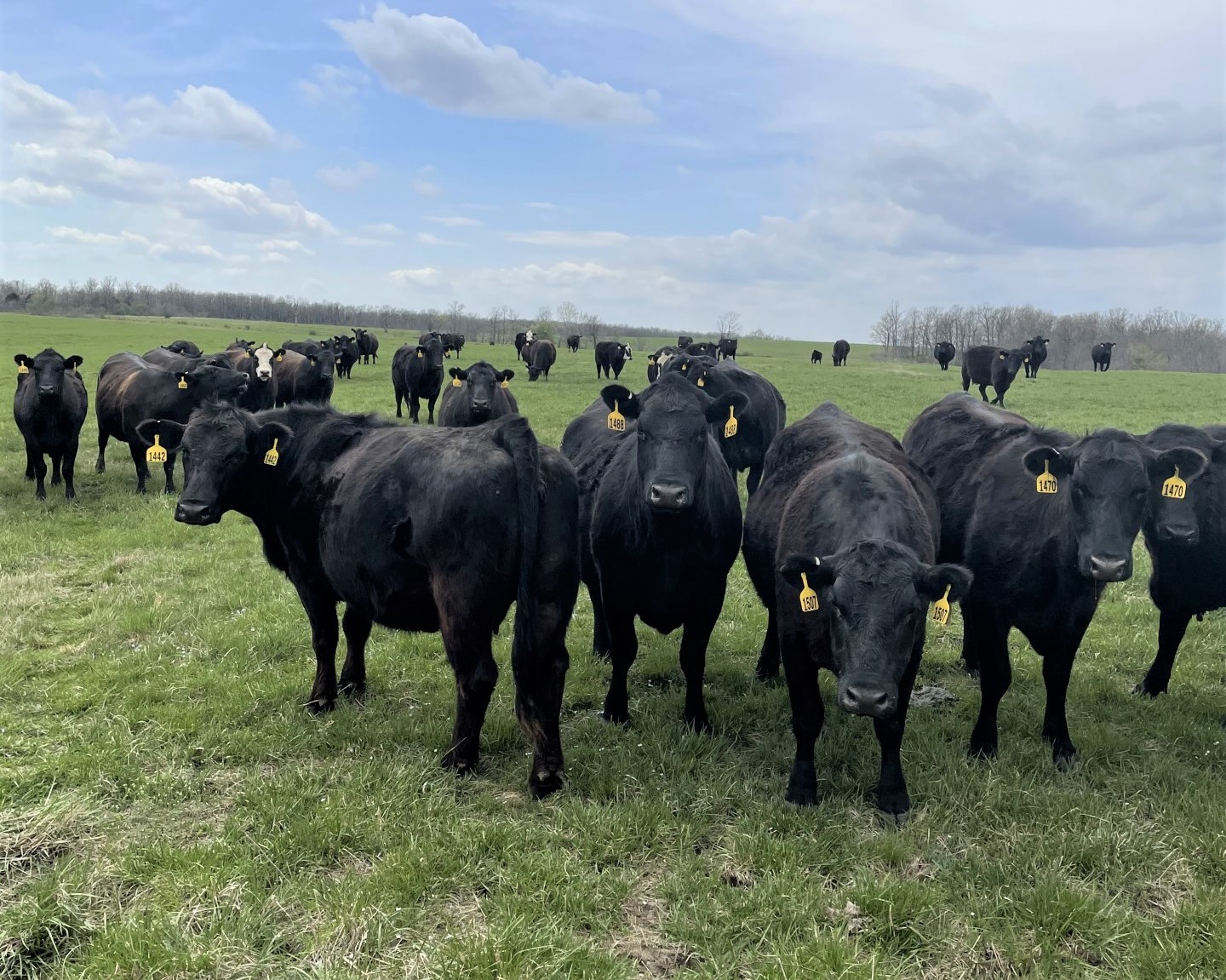 200 - Black/Black White Face 3rd Period Bred Cows - Missouri