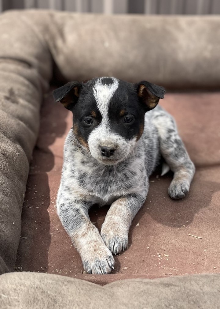 Blue and Chocolate Female Heelers - Purebred - CKC Registered