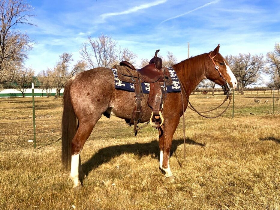 SEMI SMOOTH – 2020 AQHA Sorrel Gelding x Smooth As A Cat x High Brow ...