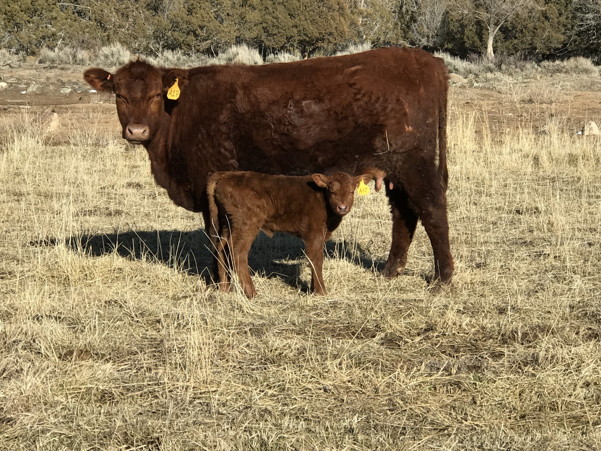 Red Angus Cow Calf Pairs - All About Cow Photos