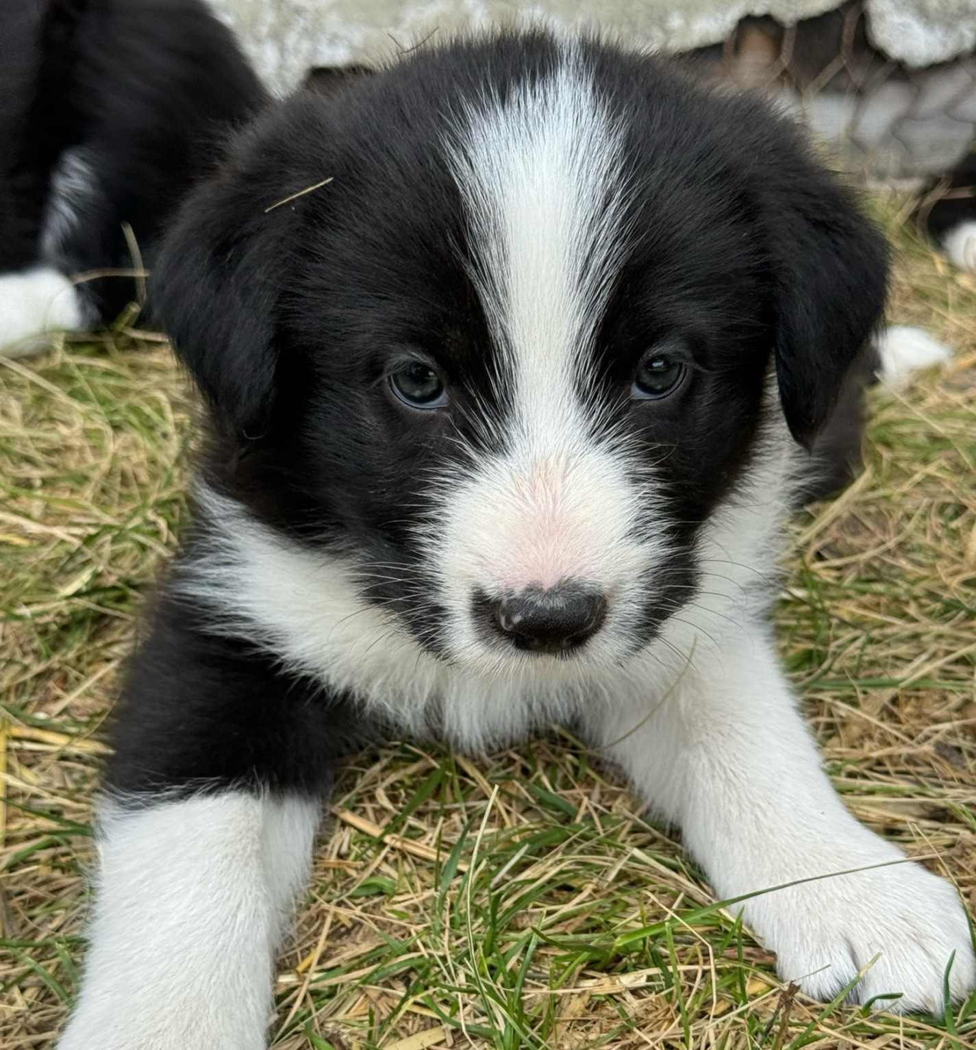 Idaho Shag/ Aussie Shepherd pups