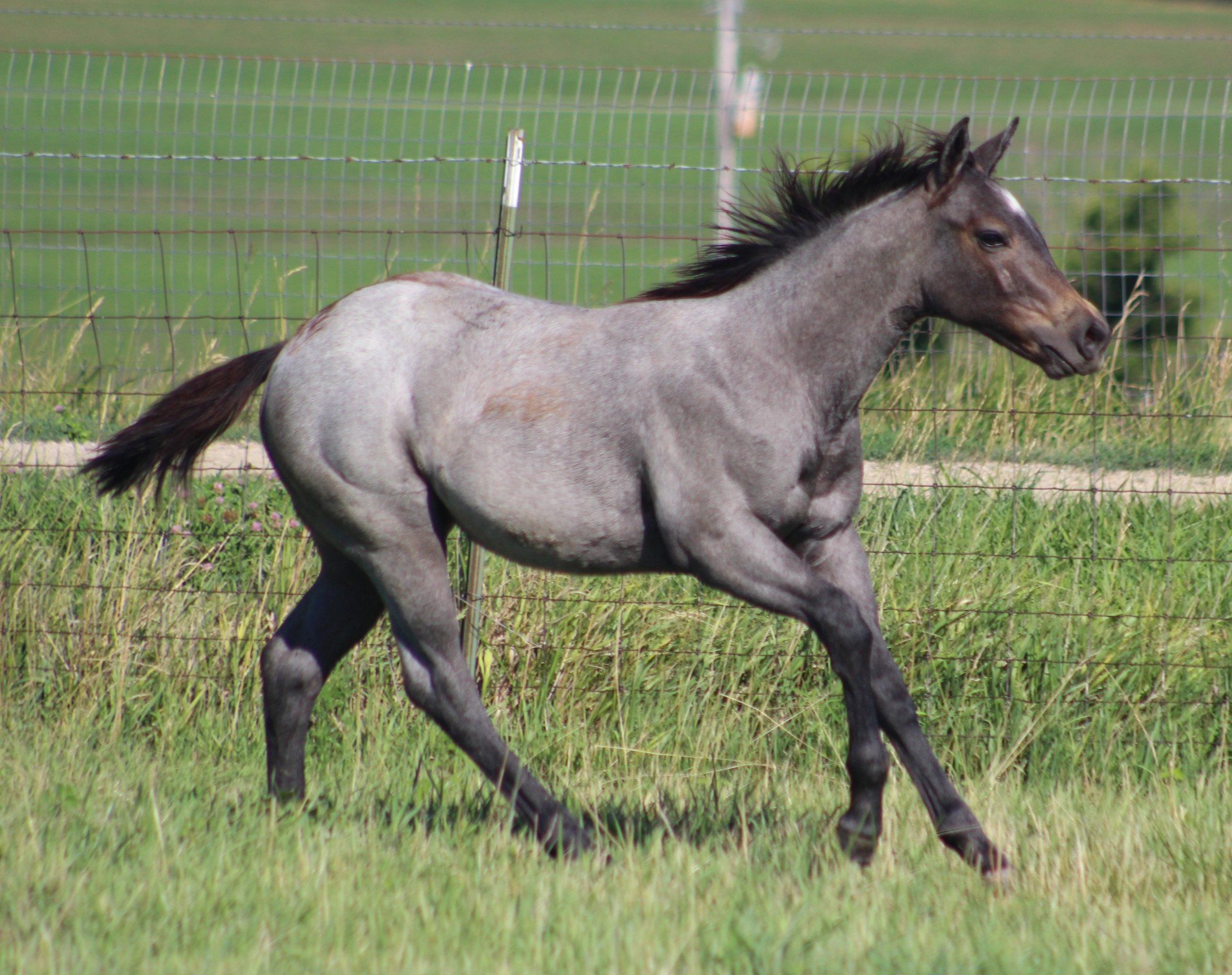 AQHA Blue Roan/Grey Filly by Cielo Roan out of an own daughter of Paddy ...