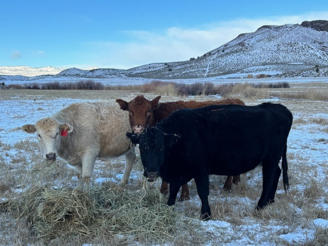 42 - Bred Cows - Eastern Oregon