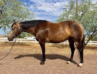 Gorgeous Sooty Buckskin Gelding, 6yrs