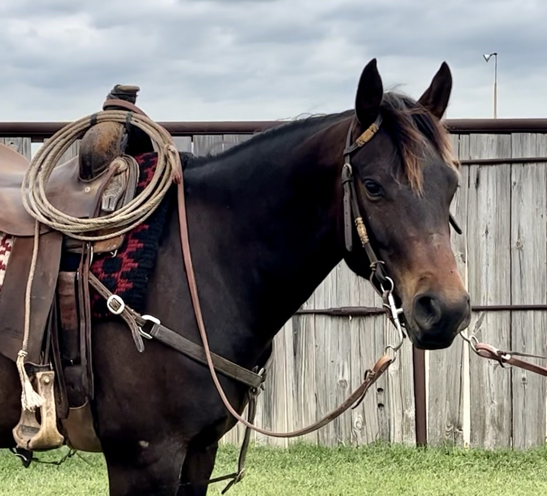 SUPER HANDY RANCH HORSE!!