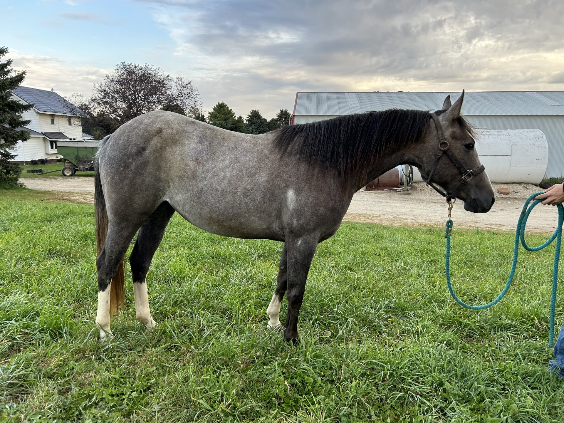 2020 GRAY FILLY