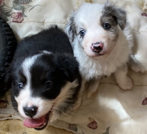 Aussie Pups