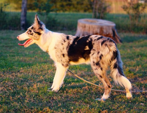 Blue Merle Female Border Collie from Trial Lines