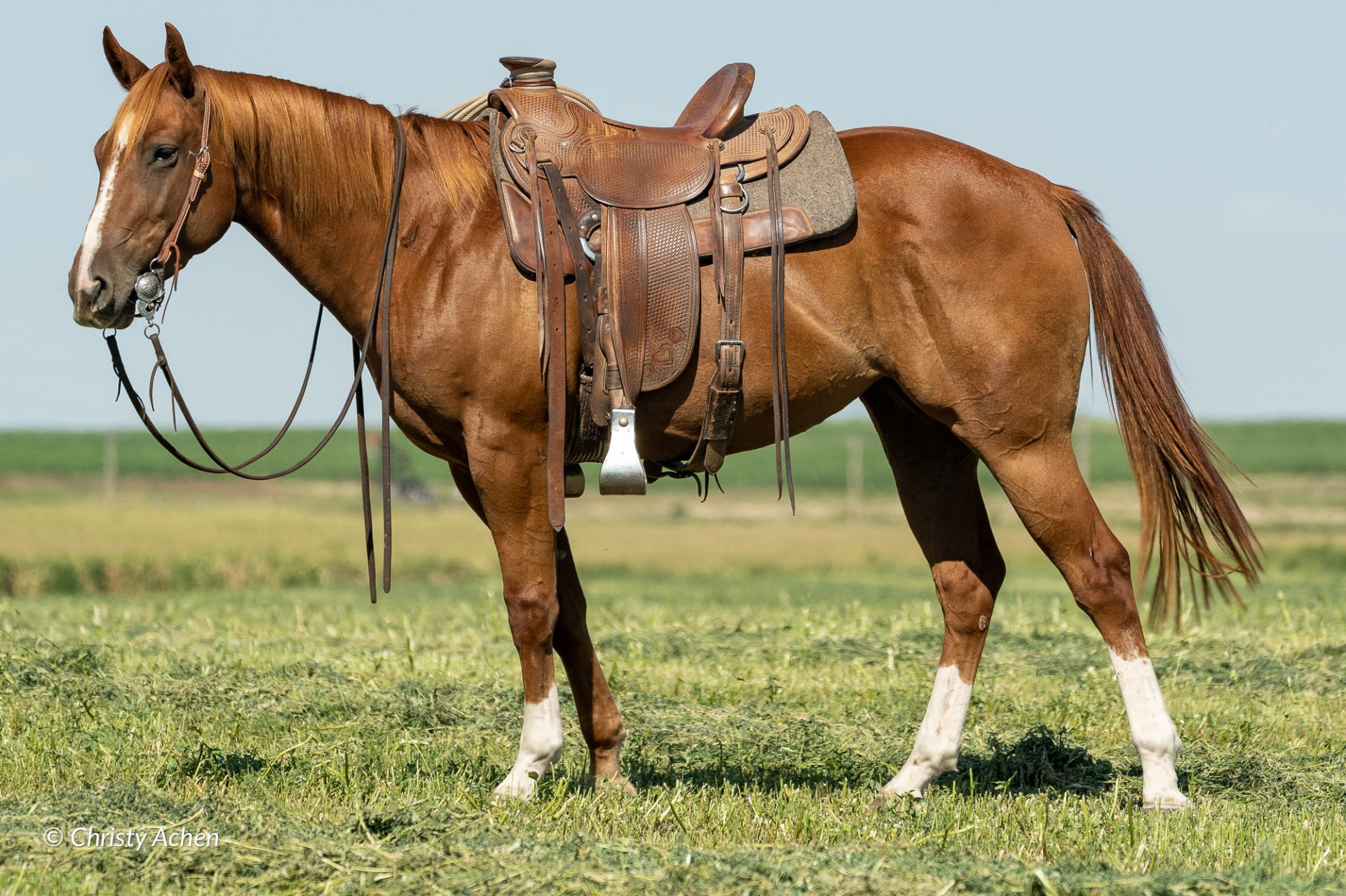 Solid Ranch and Rope Prospect - Sorrel AQHA Mare