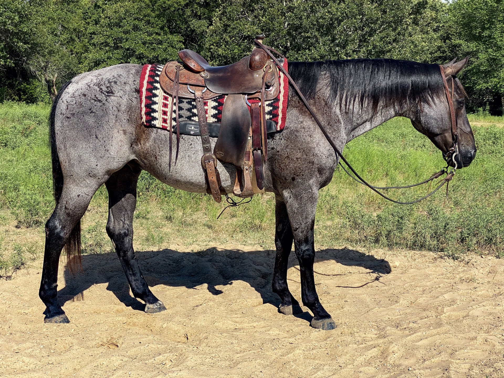 Big Gentle Blue Roan AQHA Gelding