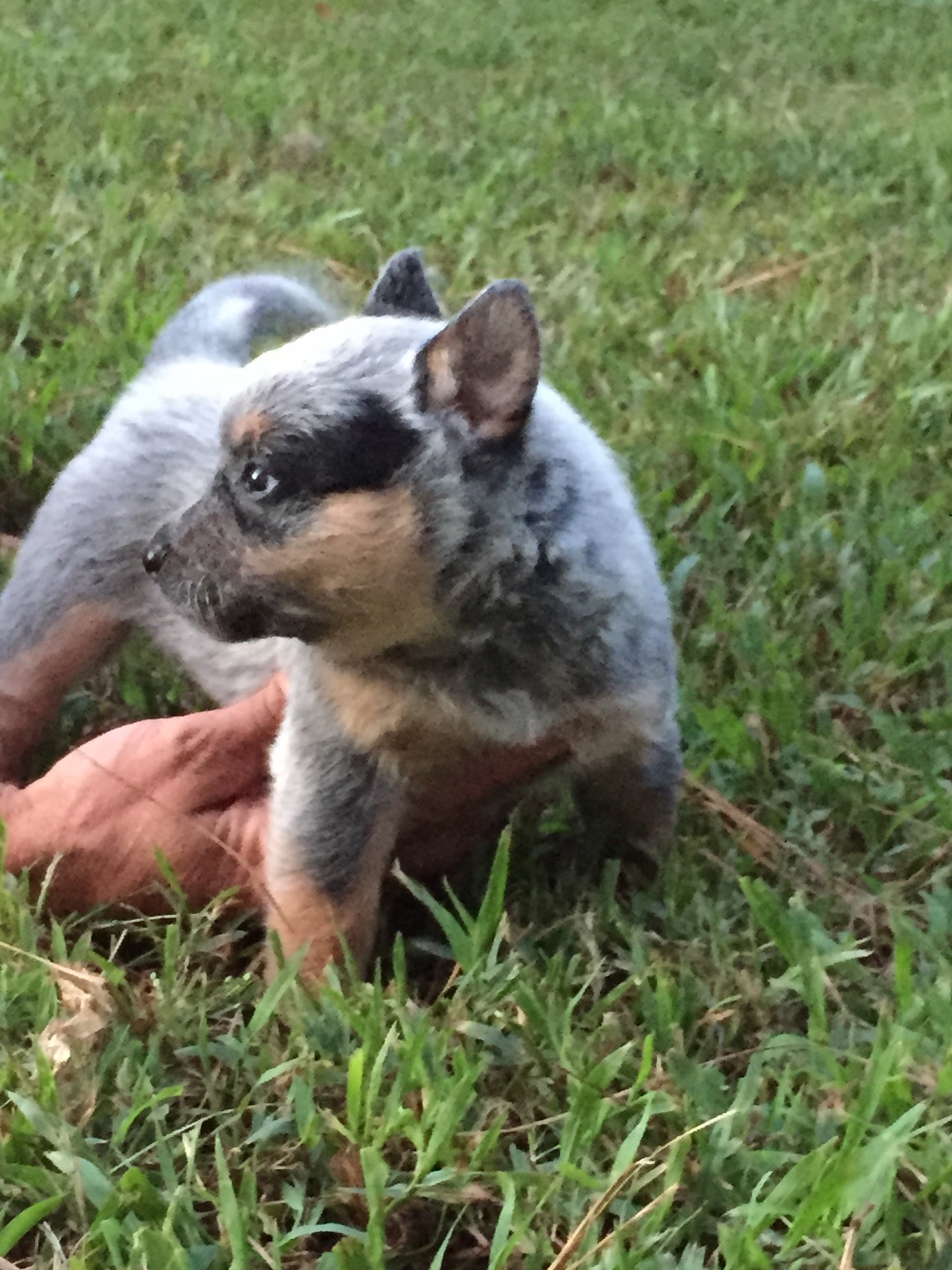 AKC Registered Australian Cattle Dogs