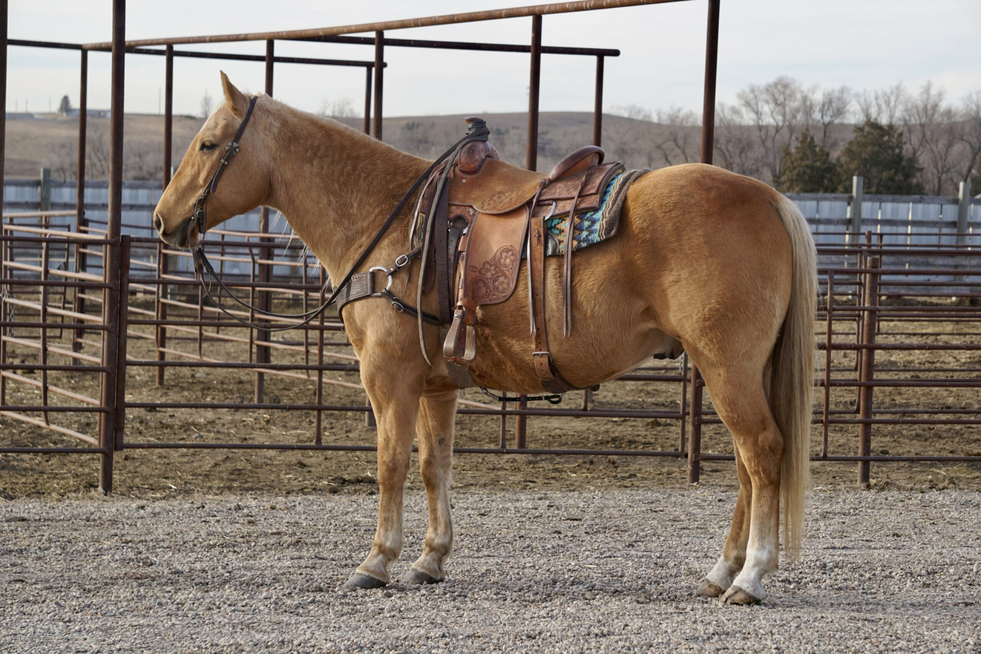 VA GIFFORDS COMET – 2017 AQHA Palomino Gelding x VA Docs Mojo x Docs ...