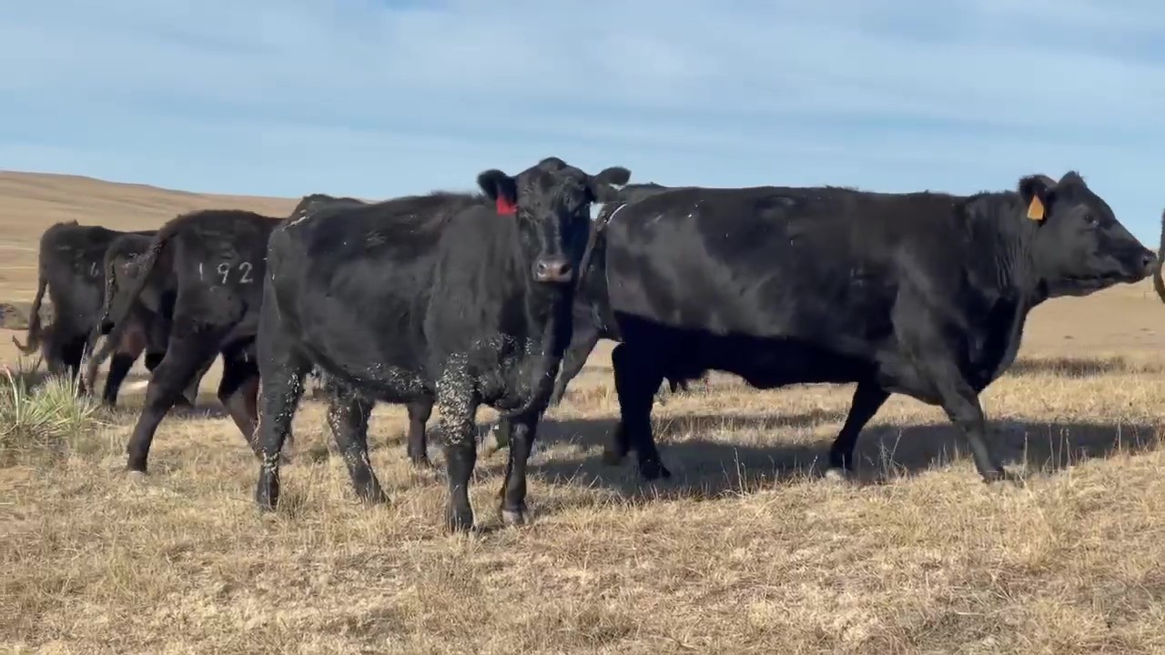 310 - 2-11 Year Old Black Angus Bred Cows-Complete Dispersion- South Dakota