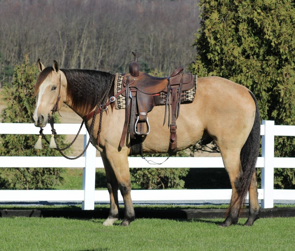 RAISE CORONA FAME – 2023 AQHA Brown Mare x Fame TA Corona x Dash TA ...