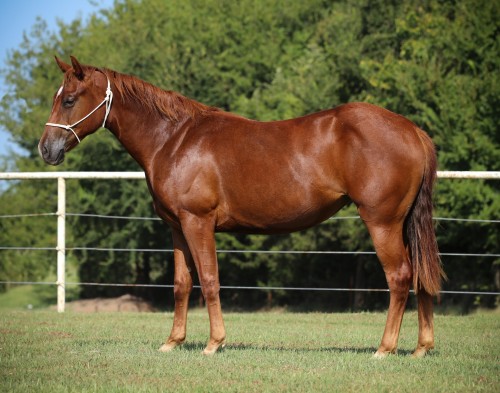 Yearling Filly - Spooks Gotta Gun & Shining Spark